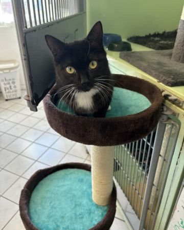 Sylvester
