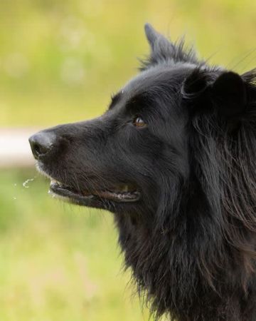 Baloo