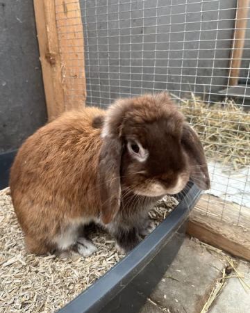 Bunnywood