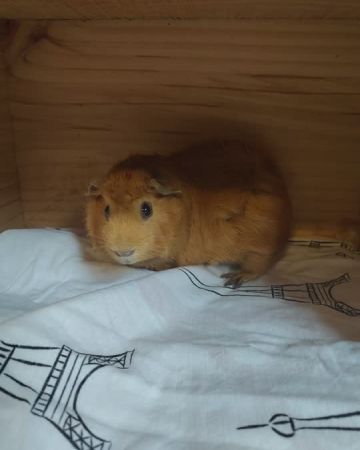 Marvin