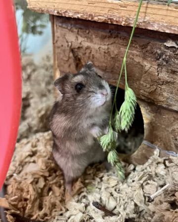 Pompon