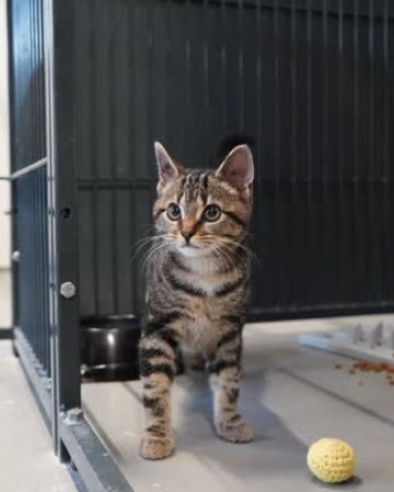 Kitten