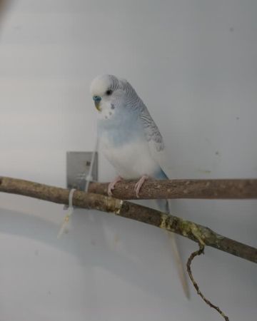 Pip-Hans
