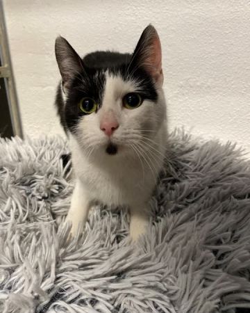 Kaia
