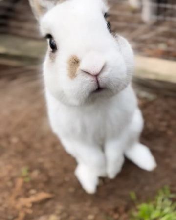 Hercules