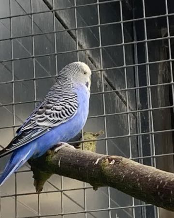 Jakob