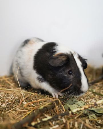 Kurt