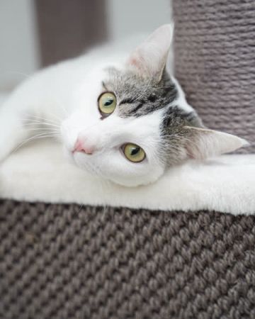 Victor