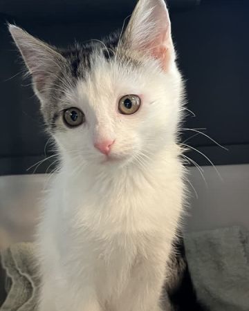 Bella