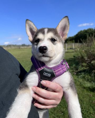 Freja