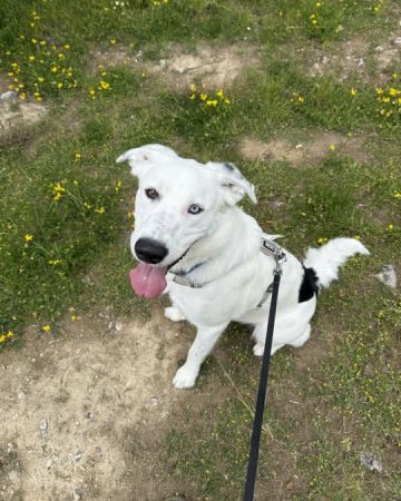 Balu