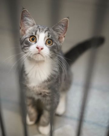 Odin
