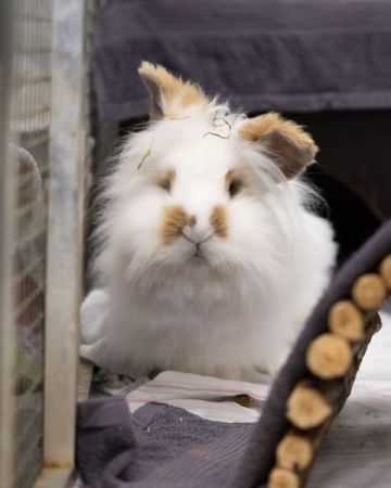 Labubu