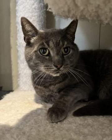 Simon