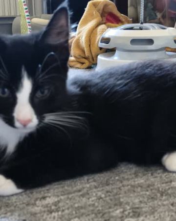 Simba