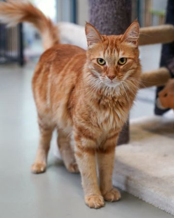 Garfield