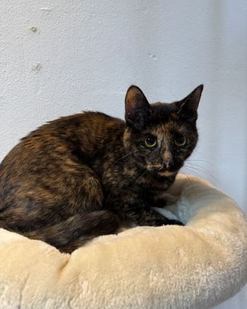 Artemis
