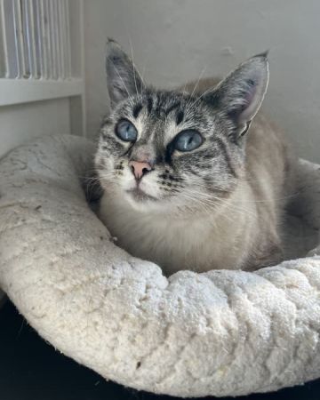 Nova