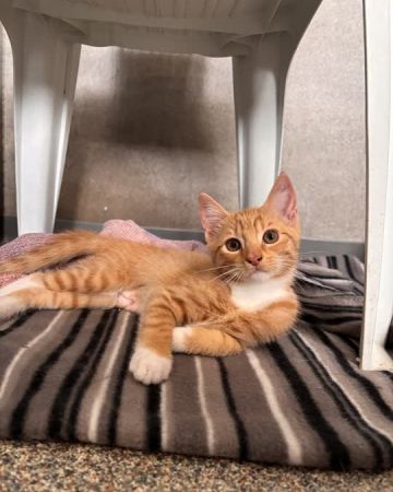 Nala