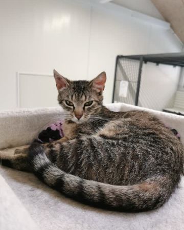 Kattilla