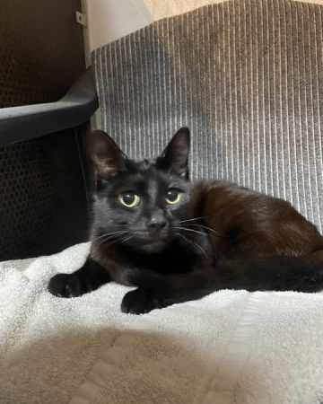 Blackie