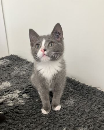 Nala