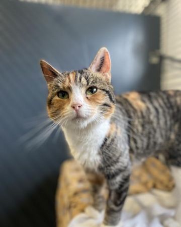 Helga