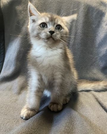 Oskar