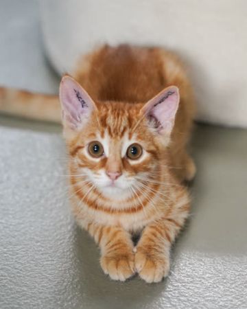 Pablo