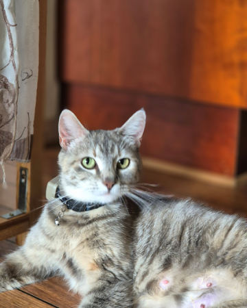 Nala