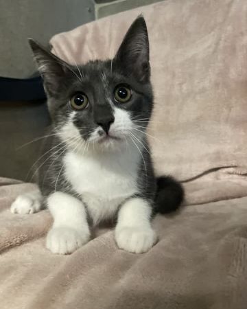 Loki