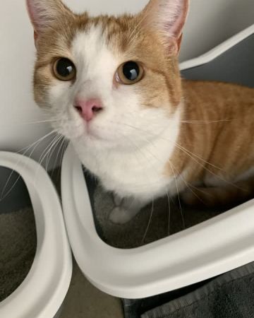 Lulu
