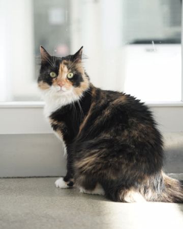 Lulu
