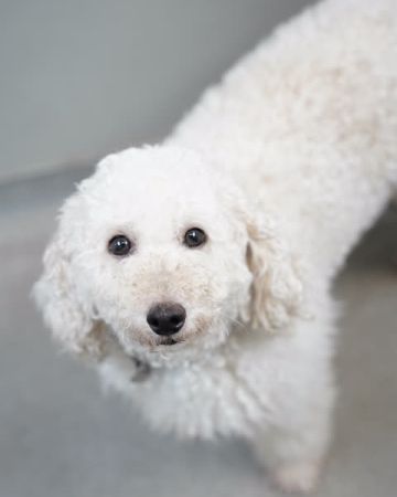 Berta