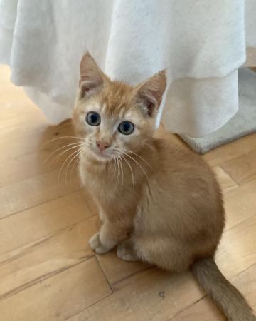 Garfield