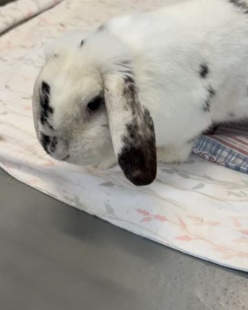 Lusi
