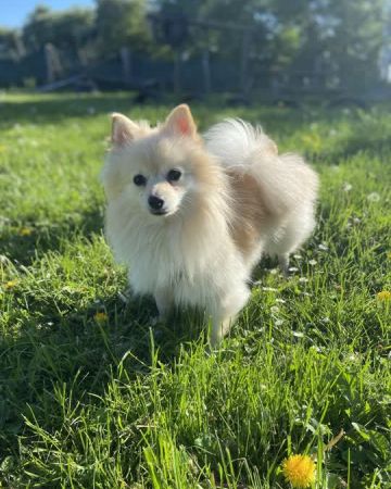 Wilma