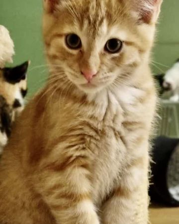 Maximus