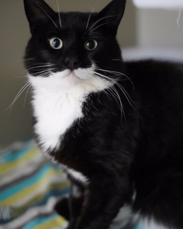 Bertram