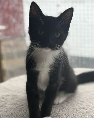 Ninja