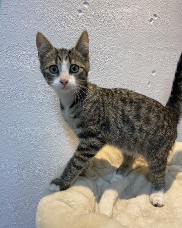 Kali