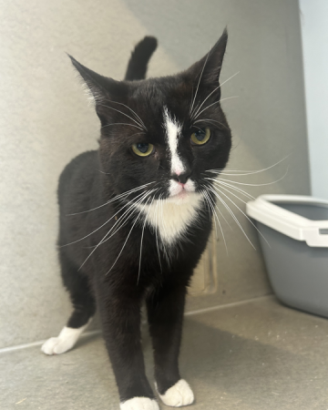 Figaro