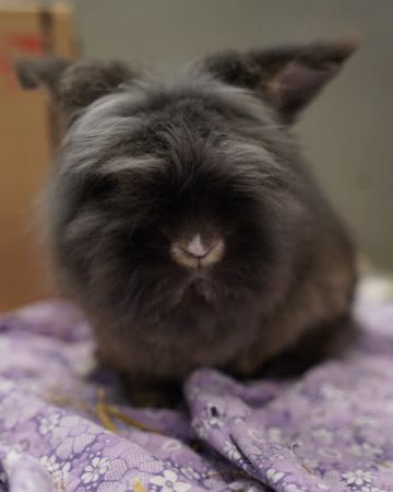 Hans