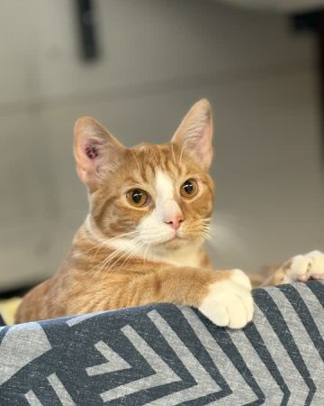 Hugo