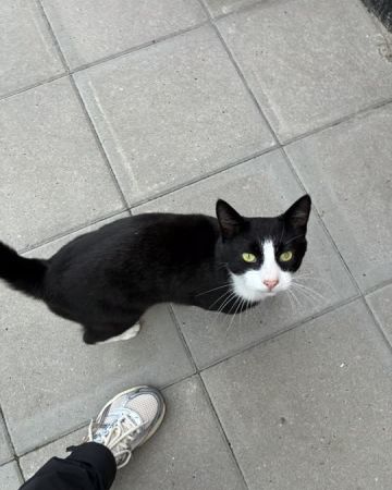 Figaro