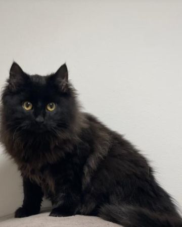 Hugo 