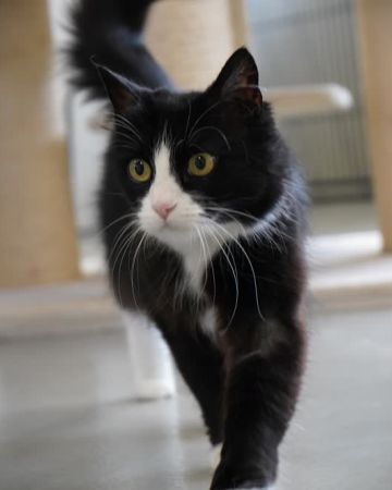 Sofie