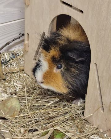 Rollo