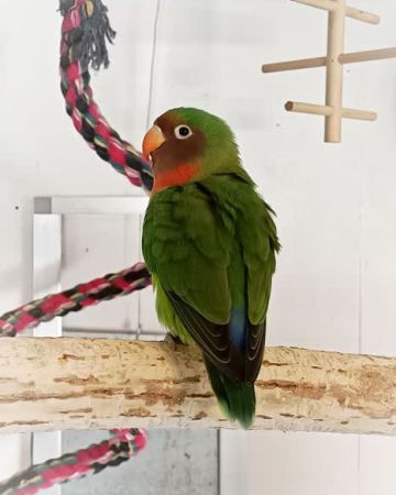 AJ