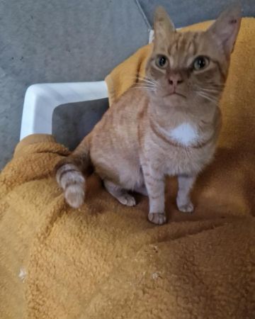 El-Gato